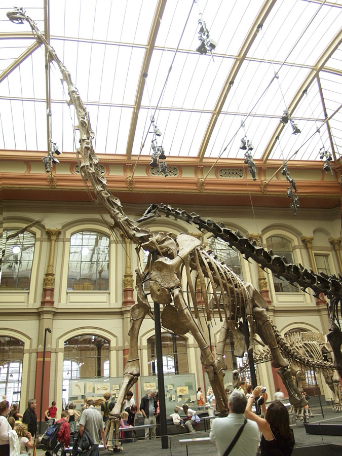The towering Giraffatitan skeleton in the glass-roofed hall of the Berlin Natural History Museum, with visitors at its feet for scale
